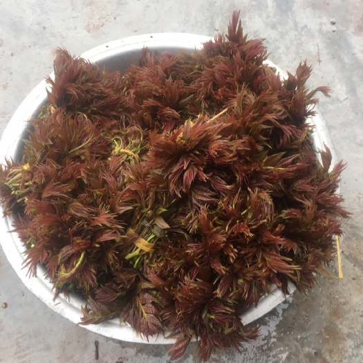 大竹县红油香椿芽 12cm以上