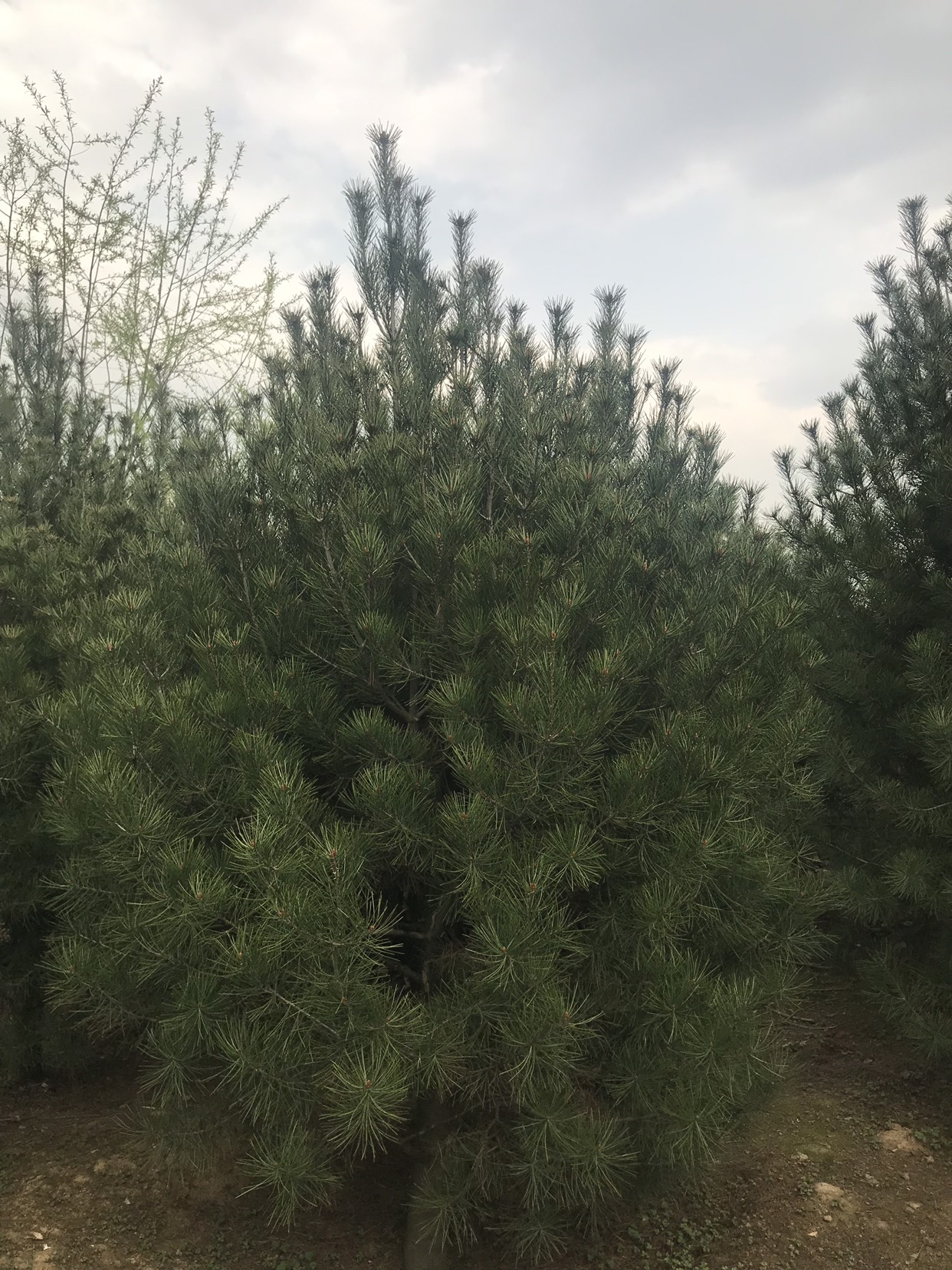 2.5米一级白皮松