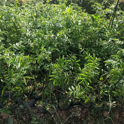 九叶青花椒苗  花椒苗，青花椒苗，，产地直销