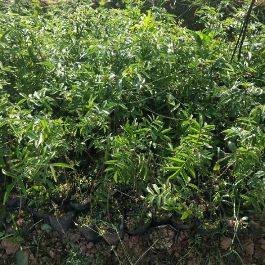 景东县九叶青花椒苗  花椒苗，青花椒苗，，产地直销