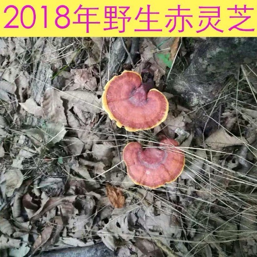 桂林赤灵芝