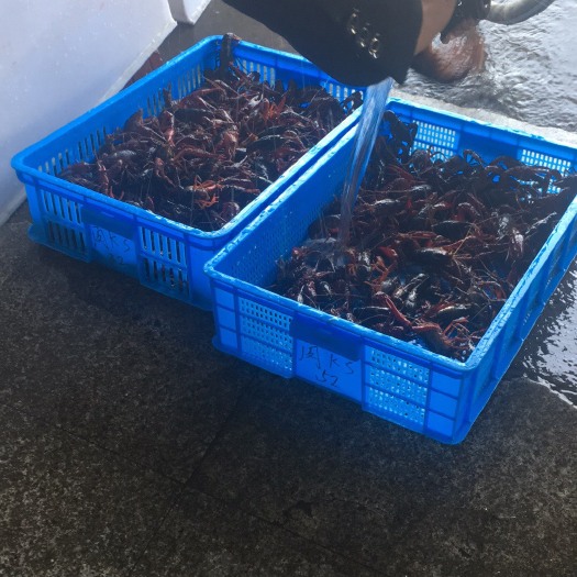 金湖县红壳小龙虾 大规格 需提前预约
