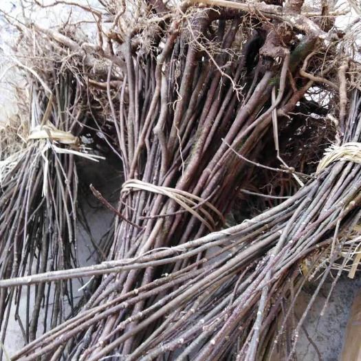 融安县吴茱萸 各种规格