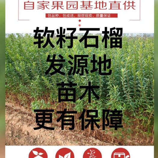 荥阳市突尼斯软籽石榴树苗  突尼斯软籽石榴苗红如意软籽石榴苗各种黑软籽石榴苗木