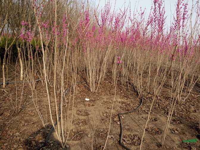 红花紫荆  紫荆基地大量现货供应，质量保证