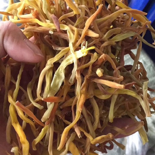 广州黄花菜干 24个月以上