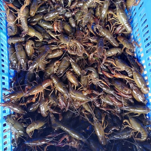 南宁清水小龙虾 4-6钱 人工养殖 