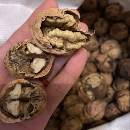 沧县云南核桃 