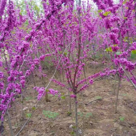 沭阳县红花紫荆  紫荆基地大量现货供应，质量保证