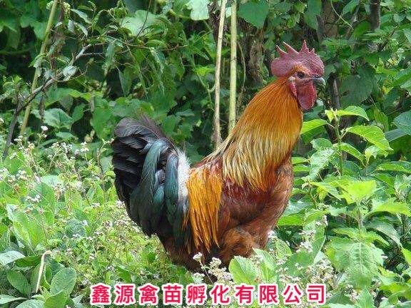 南宁麻羽乌鸡苗 厂家直销 质量保证 严格防疫 包活到家 技术指导 厂家直销