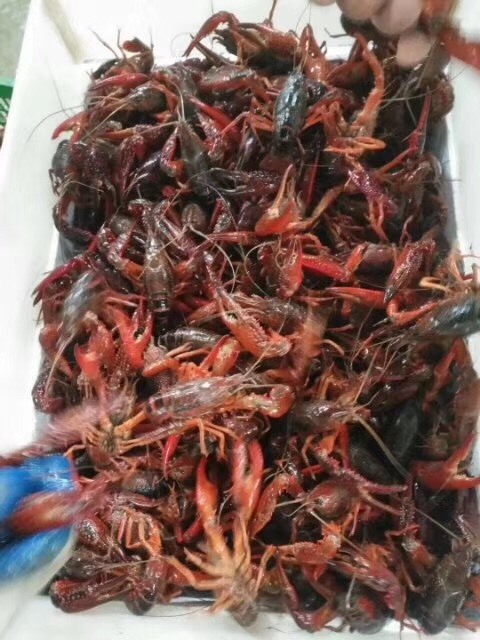 南宁潜江小龙虾 人工养殖 中青，大青，中红，大红，两虾，