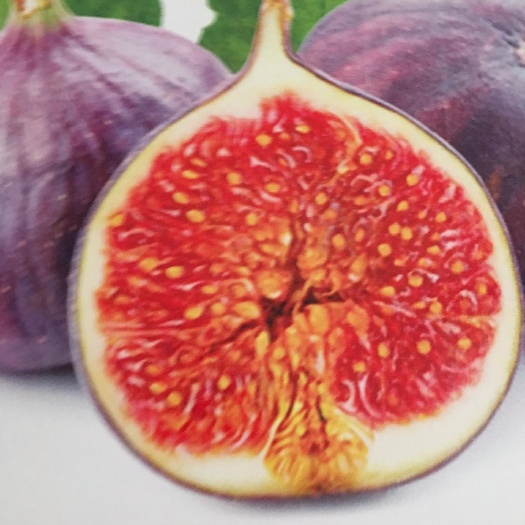 灵山县波姬红无花果苗