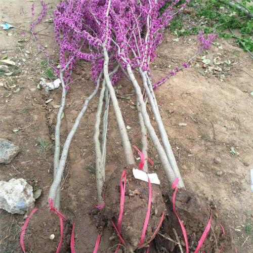 红花紫荆  紫荆基地大量现货供应，质量保证