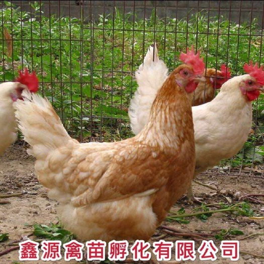 南宁海兰褐蛋鸡苗 严格防疫 包活到家 技术指导 承诺无假货 厂家直销