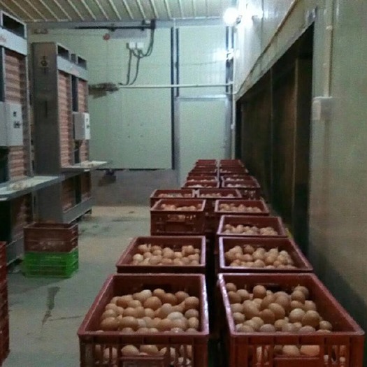 厦门普通鸡蛋 散装 食用 