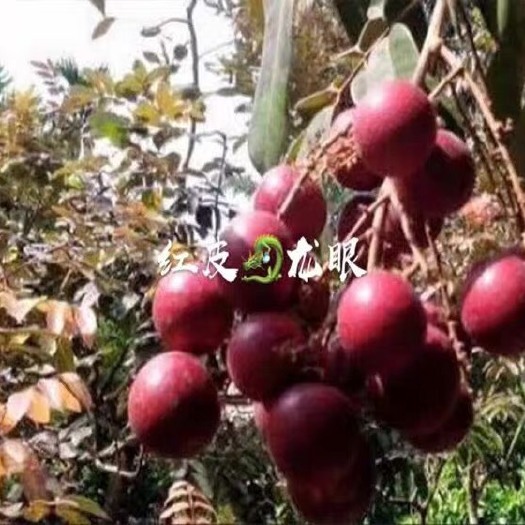 灵山县红皮龙眼苗
