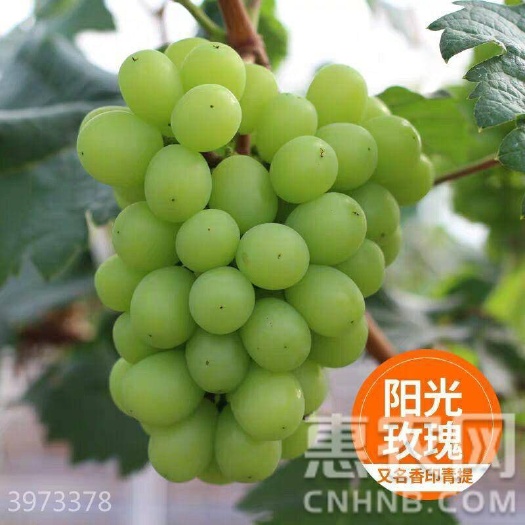 灵山县阳光玫瑰葡萄苗 