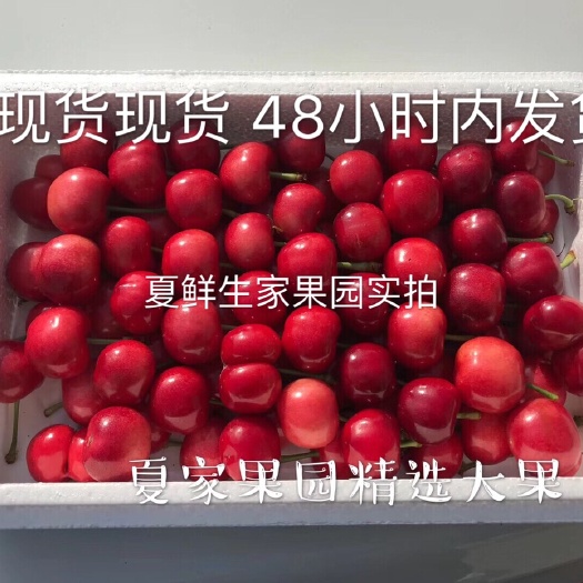 青州市红灯樱桃 26-28mm 15-18g 