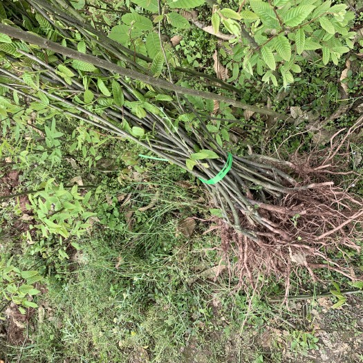 重庆市毛板红板栗苗 1~1.5米 嫁接苗 苗圃直销