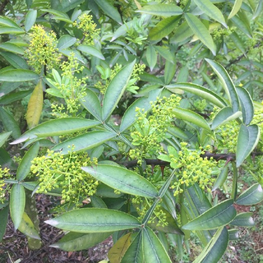 重庆市九叶青花椒苗 天知椒杯苗