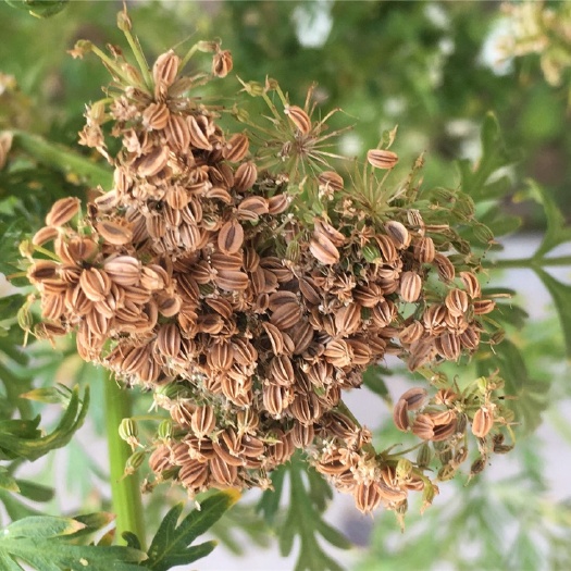 蛇床子种子纯新包发芽提供种植技术