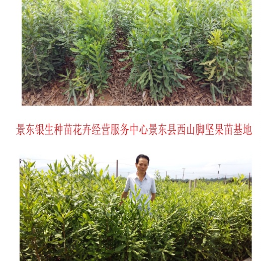 夏威夷果苗  澳洲坚果苗，桂热一号，A16，基地直供，不提供零售，批发价