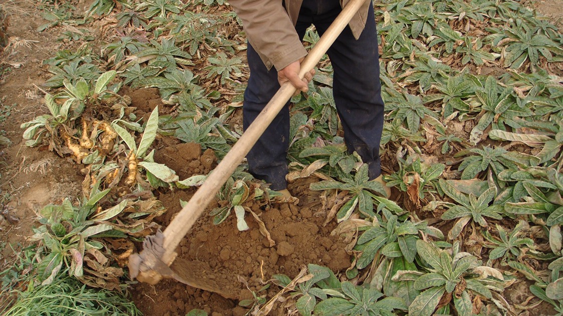 地黄种苗 生地秧子提供种植技术量大优惠