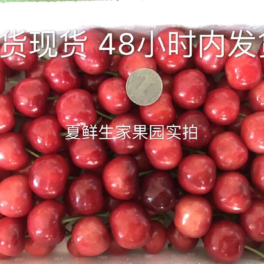 青州市红灯樱桃 28-30mm 18-20g 
