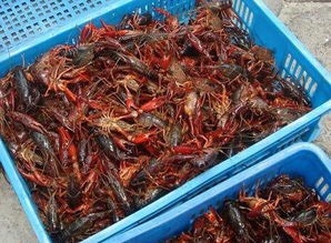 重庆市小龙虾苗 