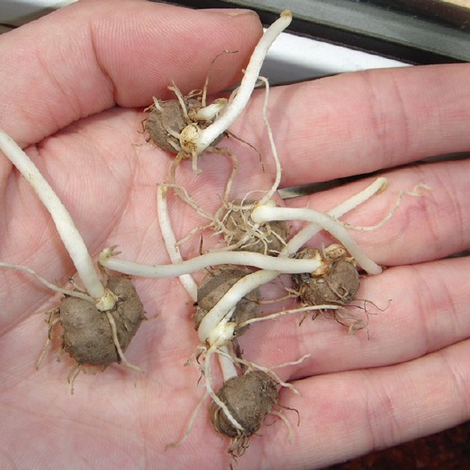 山药种子 保发芽大货批发零售提供种植技术