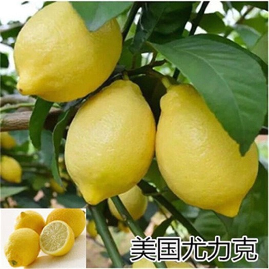 沭阳县四季柠檬苗 