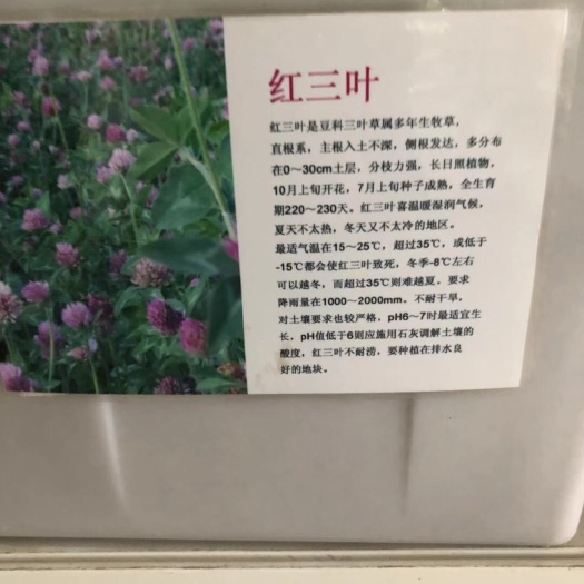 沭阳县三叶草种子 大量出售红三叶种子，出芽率高。