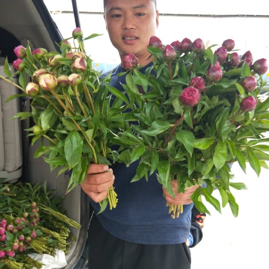 菏泽多花芍药 0.5米以下 2cm以下