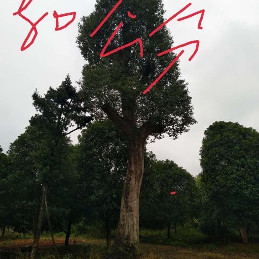 全州县全冠香樟 