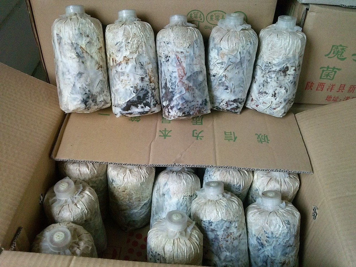 青杠菌菌种  萌发菌