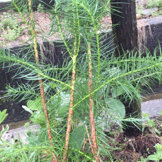 安福县杉木树苗  30—60厘米高20至35厘米高的多种规格