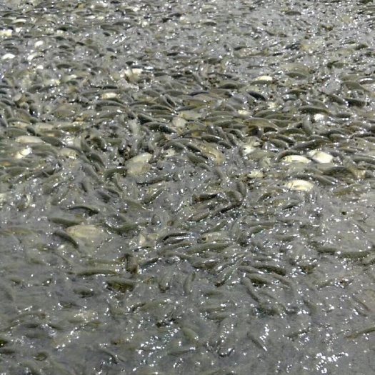 广州草鱼水花  【草鱼、大头、白鲢、罗非鱼、鲫鱼、】各种淡水鱼苗水花、公分苗