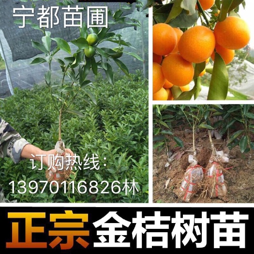 宁都县赣南脐橙苗 0.5~1米 嫁接苗 