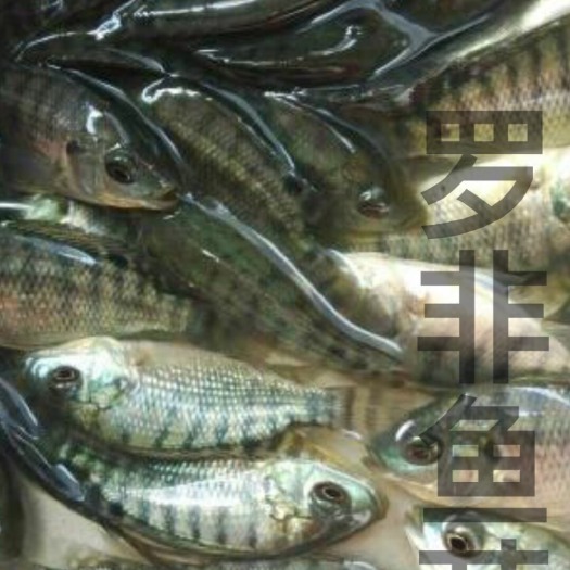 广州罗非鱼苗 