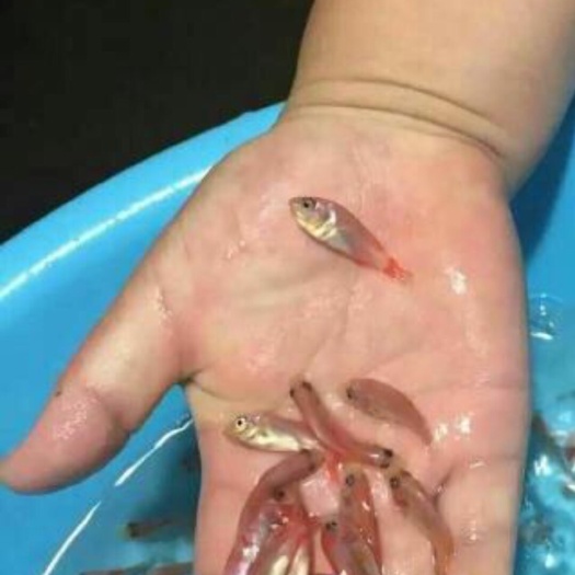 广州红罗非鱼苗 