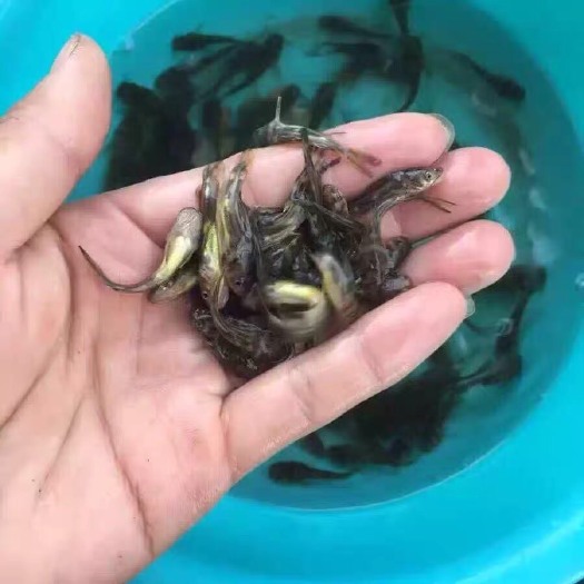 博罗县杂交黄骨鱼 人工养殖 0.05公斤