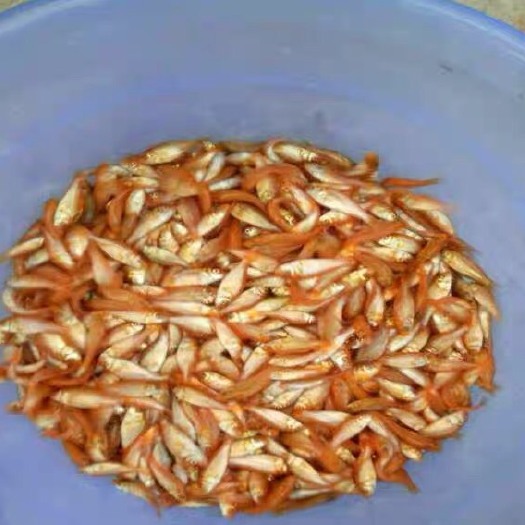 博罗县 红鲤鱼苗