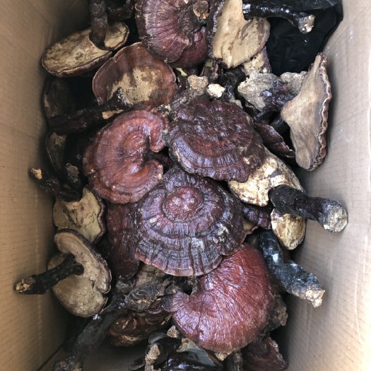 东宁市黑灵芝 紫红