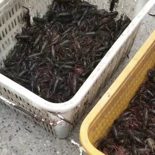 武汉潜江小龙虾 5-7钱 人工养殖 