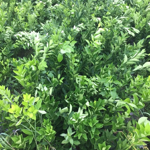 瑞金市脐橙树苗 1~1.5米 嫁接苗 