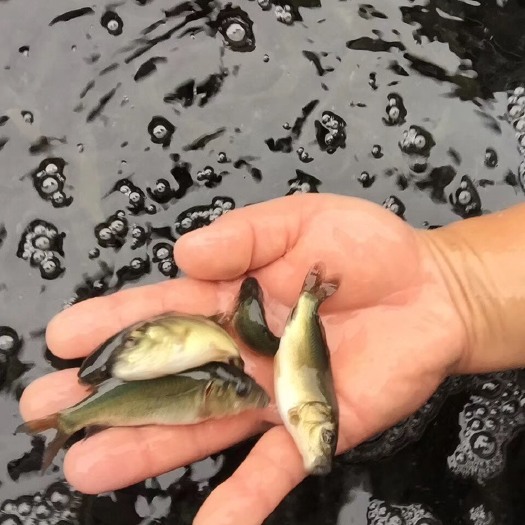 眉山鲤鱼苗 