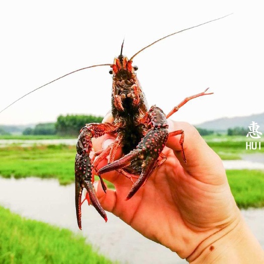武汉小龙虾苗 
