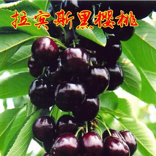 沭阳县拉宾斯 樱桃果树苗大樱桃车里子