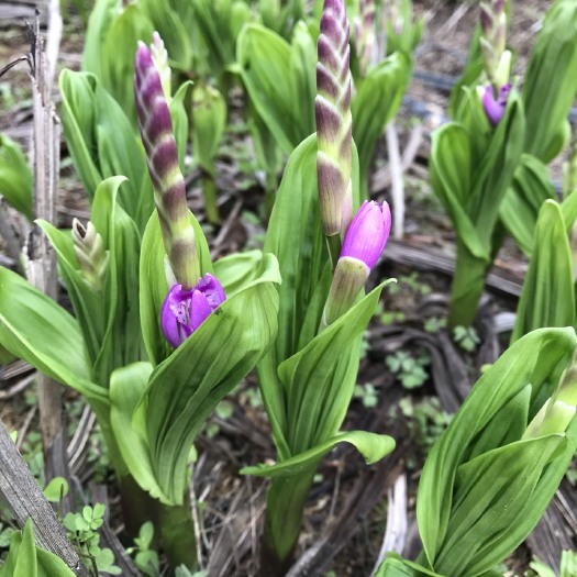 杭州紫花白芨苗 
