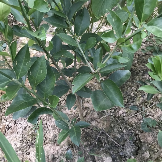 北京柠檬苗